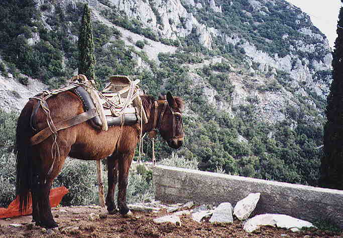 Mula - tradiční způsob cestování na Athosu
